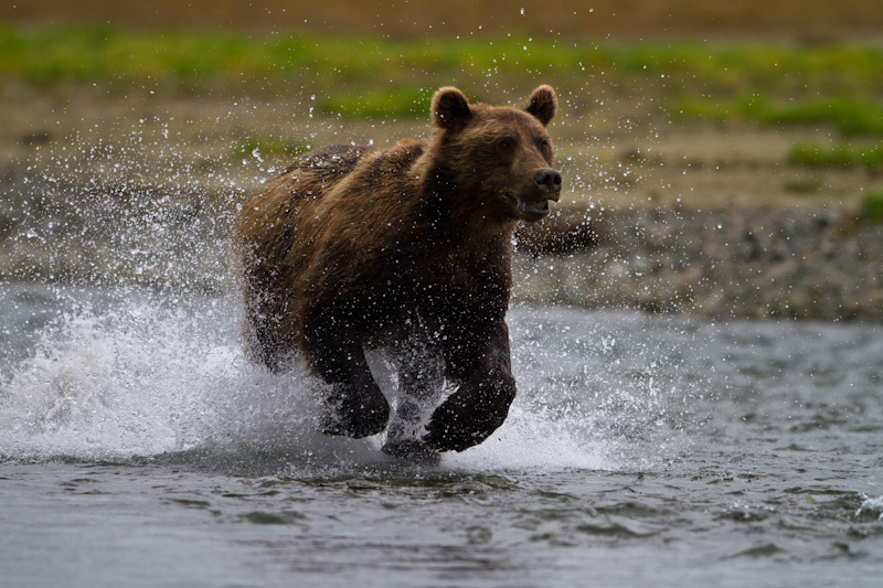 Grizzly Bear Chasing Salmon